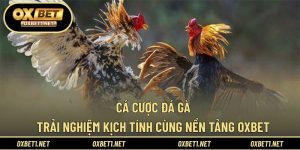 Cá Cược Đá Gà – Trải Nghiệm Kịch Tính Cùng Nền Tảng OXBET