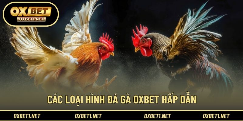 Các hình thức đá gà được nhiều hội viên quan tâm