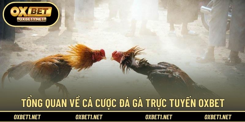 Cái nhìn tổng quát về cá cược đá gà trực tuyến