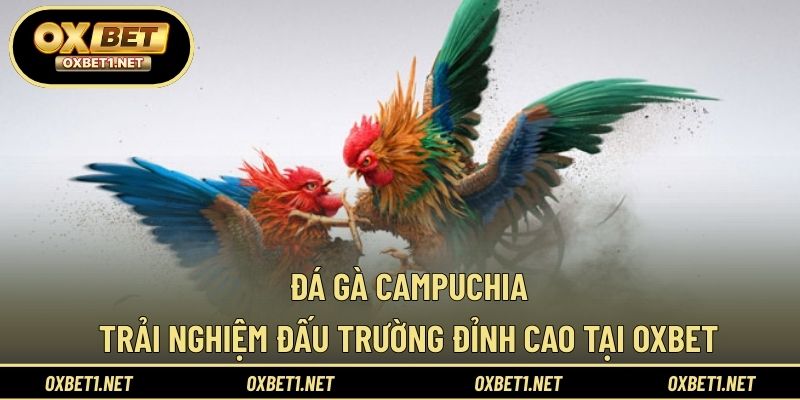 Đá Gà Campuchia – Trải Nghiệm Đấu Trường Đỉnh Cao Tại OXBET