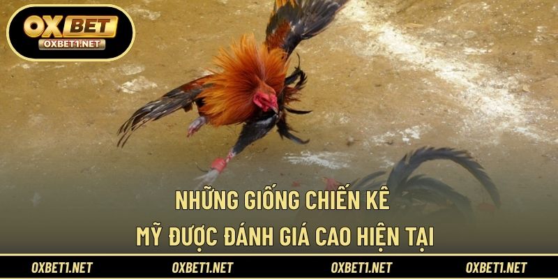 Những giống chiến kê Mỹ được đánh giá cao hiện tại