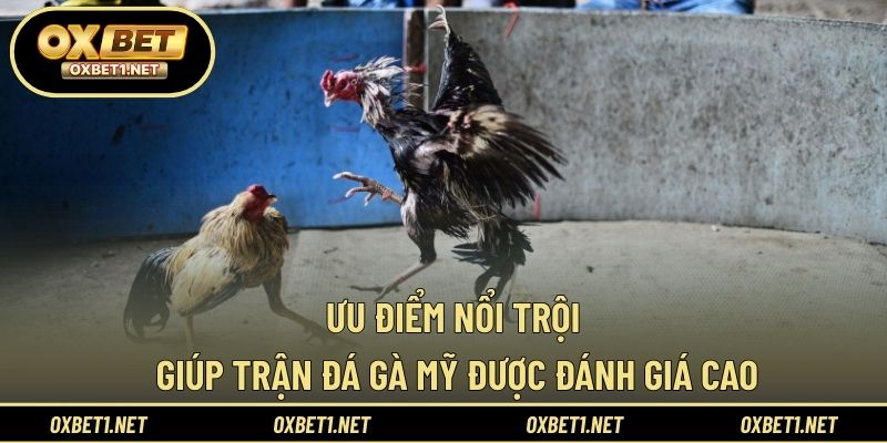 Ưu điểm nổi trội giúp trận đá gà Mỹ được đánh giá cao