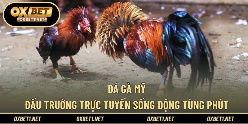 Đá Gà Mỹ - Đấu Trường Trực Tuyến Sống Động Từng Phút
