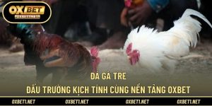 Đá Gà Tre – Đấu Trường Kịch Tính Cùng Nền Tảng OXBET