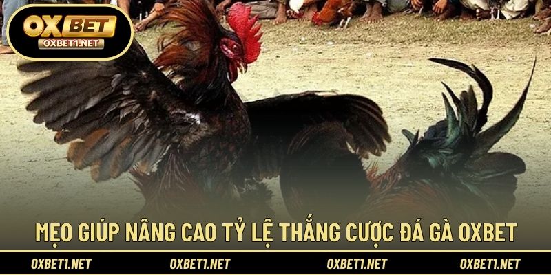 Gợi ý thực tế giúp tối ưu kết quả tham gia cá cược