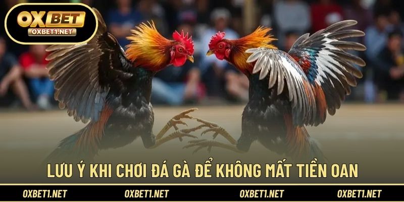 Lưu ý quan trọng giúp tham gia đá gà OXBET hiệu quả