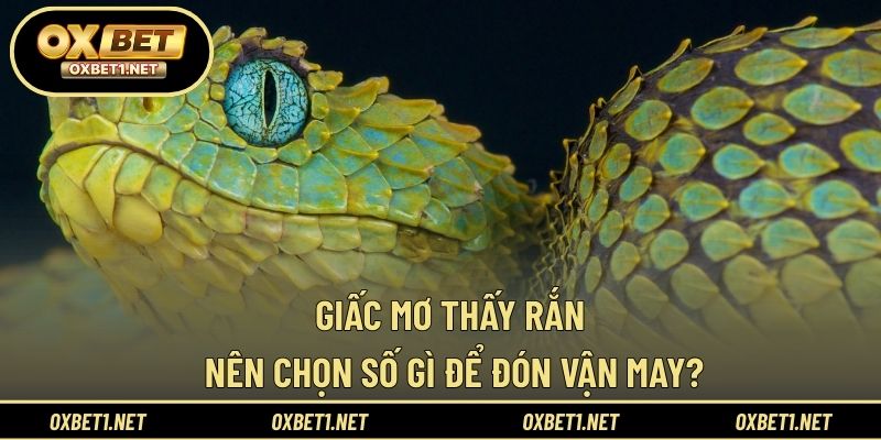 Giấc mơ thấy rắn nên chọn số gì để đón vận may?