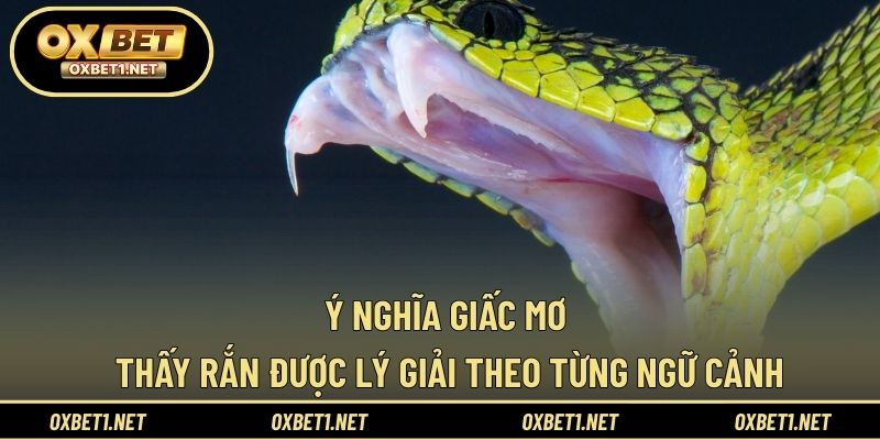 Ý nghĩa giấc mơ thấy rắn được lý giải theo từng ngữ cảnh
