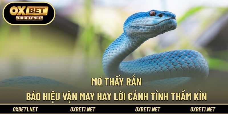 Mơ Thấy Rắn - Báo Hiệu Vận May Hay Lời Cảnh Tỉnh Thầm Kín