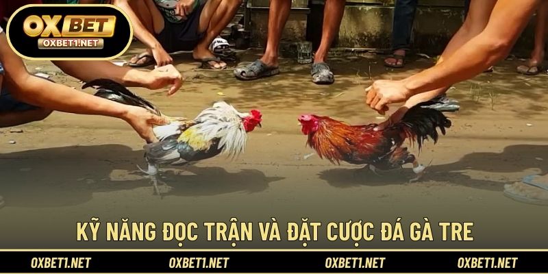 Phương pháp theo dõi và phân tích đá gà hiệu quả