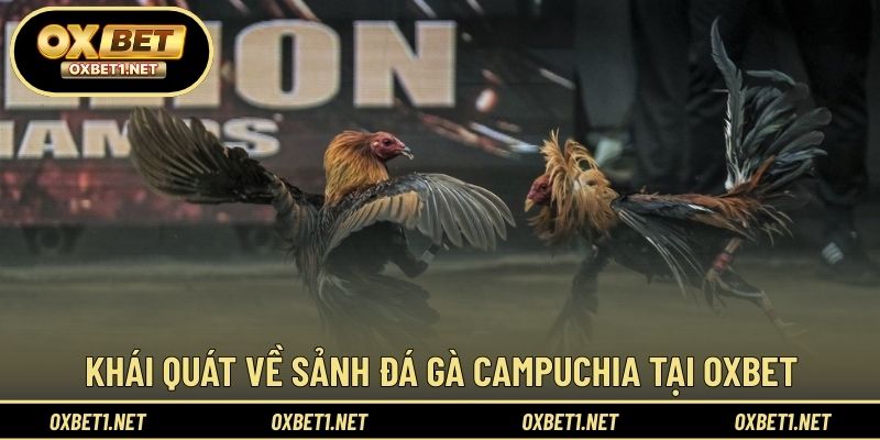 Thông tin về sảnh theo dõi đá gà Campuchia trực tuyến