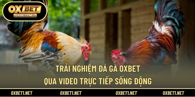 Trải nghiệm xem đá gà trực tiếp với hình ảnh sống động